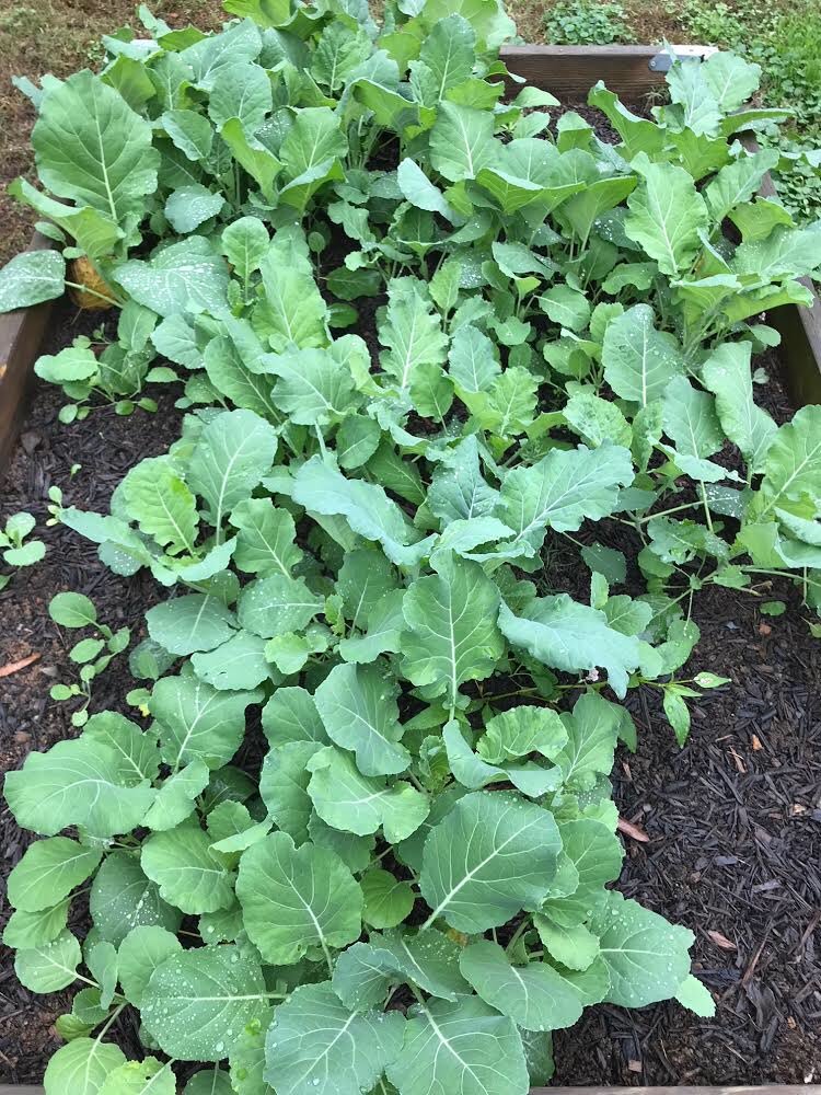 PopUpProduceCLT's tweet photo. Greens greens and more green!s! @cltlab has some awesome #collardgreens #ProduceProgress! Keep up the great work! https://t.co/LZC04U5AT1