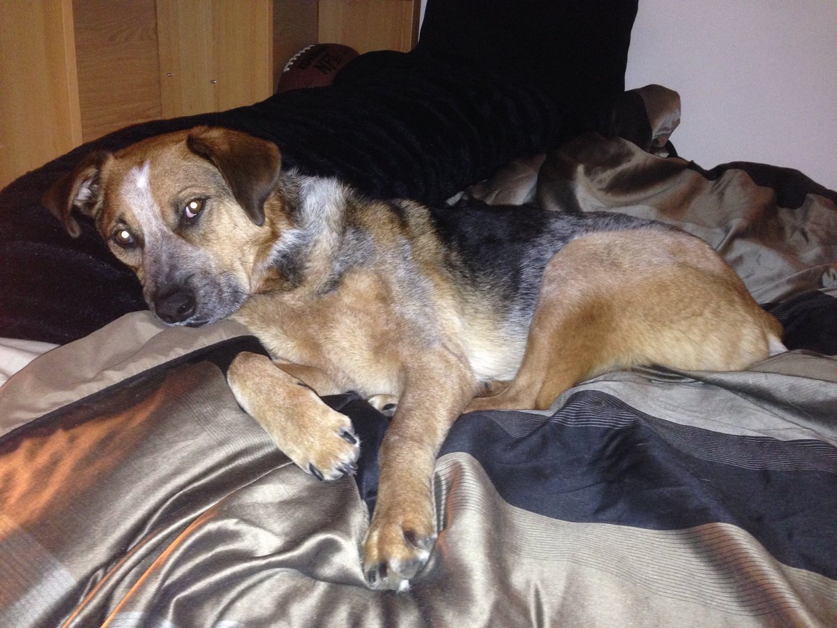 gibby_project's tweet photo. Oh! Is this your spot? My dog when he is trying to take over the bed. https://t.co/QVQ8WIZGoy