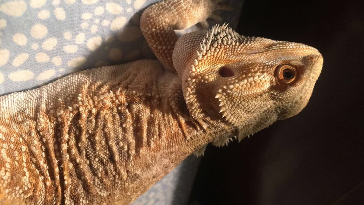 ThatLizardLady's tweet image. Body positivity post! Here's my one year old beardie Dory! He's paralyzed from the waste down.