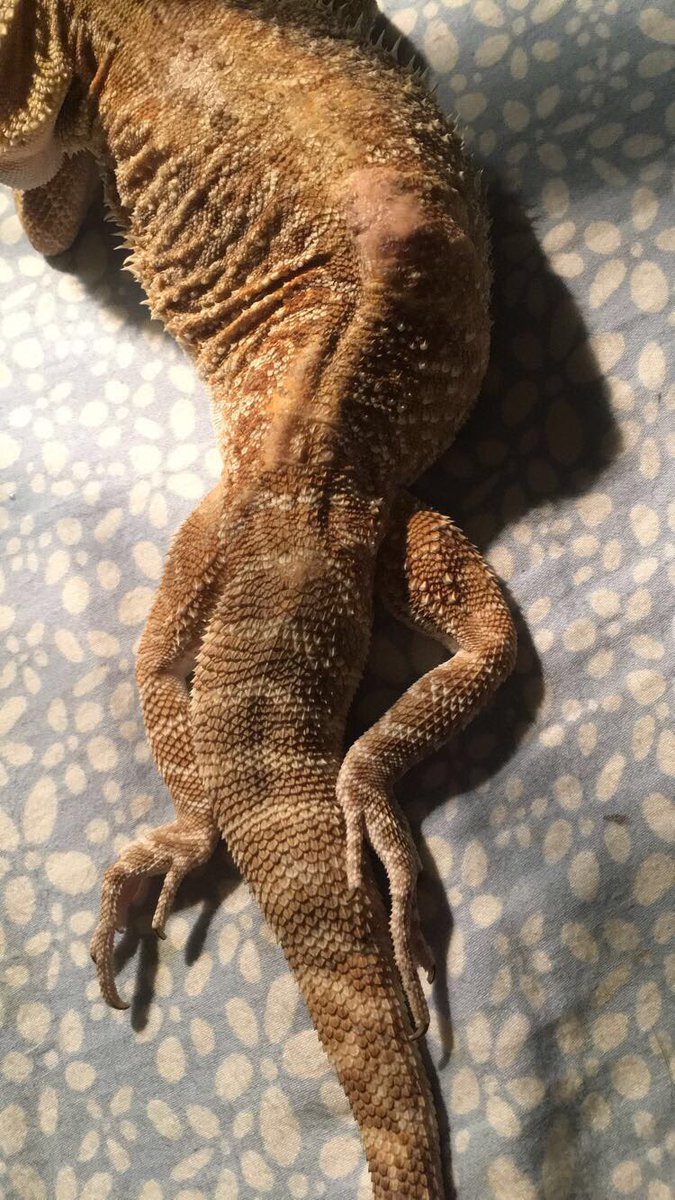 ThatLizardLady's tweet image. Body positivity post! Here's my one year old beardie Dory! He's paralyzed from the waste down.