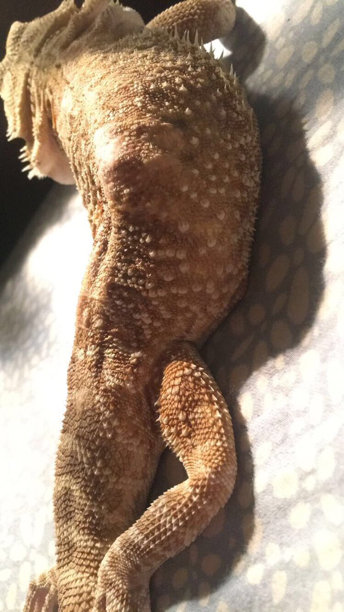 ThatLizardLady's tweet image. Body positivity post! Here's my one year old beardie Dory! He's paralyzed from the waste down.