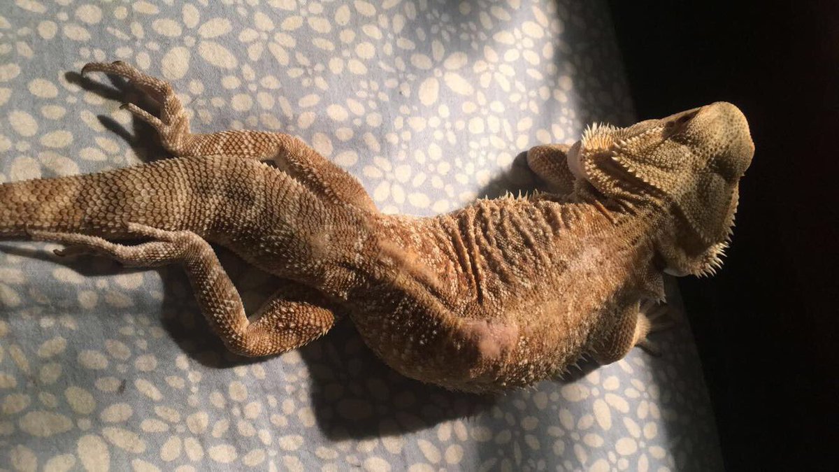 ThatLizardLady's tweet image. Body positivity post! Here's my one year old beardie Dory! He's paralyzed from the waste down.