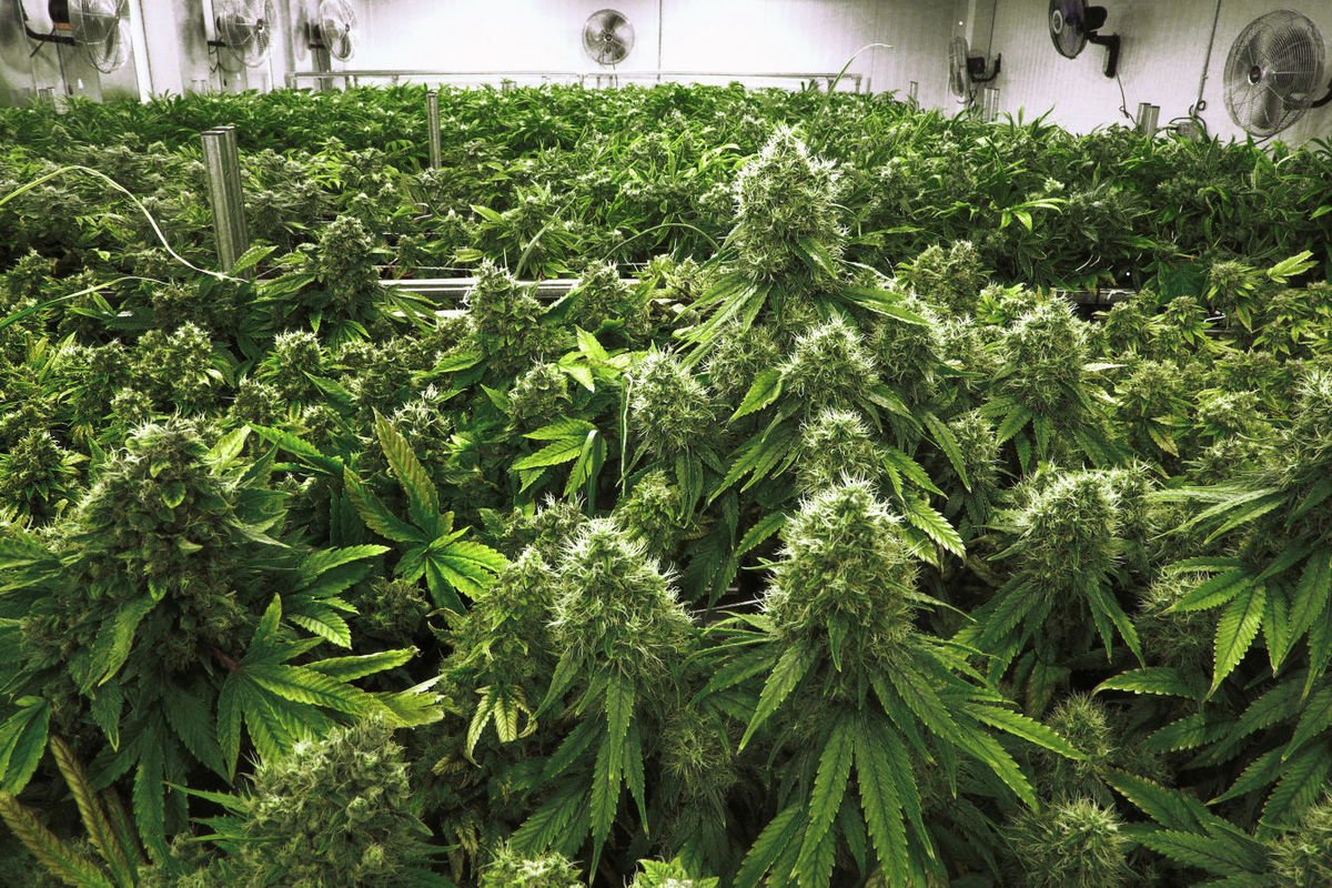 revistaTHC's tweet photo. Alemania cultivará #CannabisMedicinal en un búnker de la Guerra Fría
https://t.co/eCxCabVwhu
#CulturaCannábica https://t.co/s7ulJraqFH