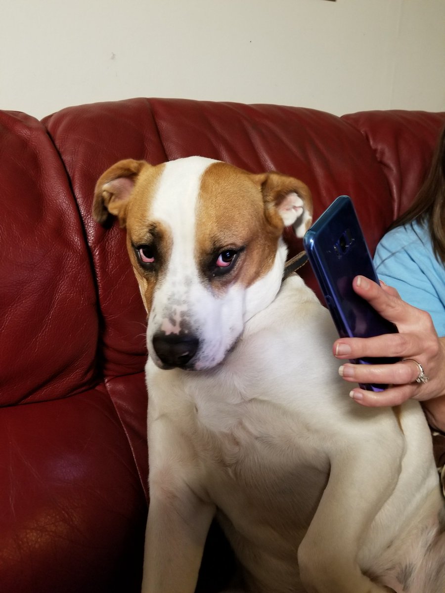 zack_paden's tweet photo. When the dog eats a couch cushion and @heatherbear0814 makes him watch a video of another bad dog getting scolded. 🤣😂 https://t.co/4HtqqA63k9