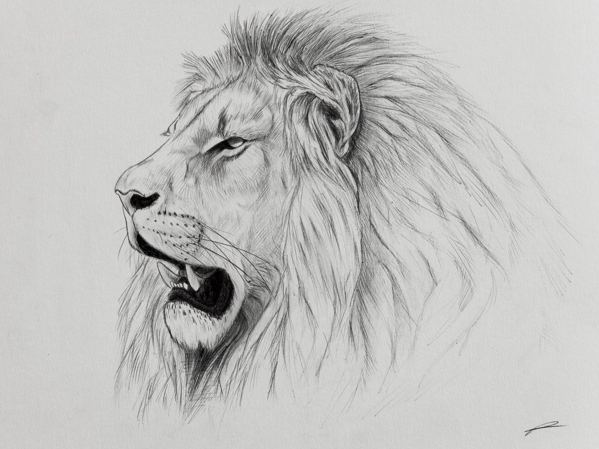 lion #sketch #ankitartsofficial 🦁 . . #animal #wild #pen #pencil  #ballpointpen #ballpen #geometry #drawing #art #pencilsketch… | Instagram