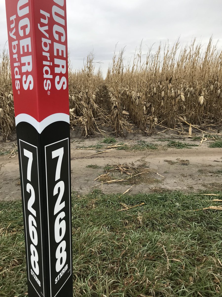 jordan_pfeifer's tweet photo. Thanks to Gilbert and Marc Bialas for the great flood irrigated P3 7-8, 7148stx and 7888stx both winning the plot sets standing great after all the wind. #Phyieldzone @ProducersHybrid https://t.co/ciBRPceFoa