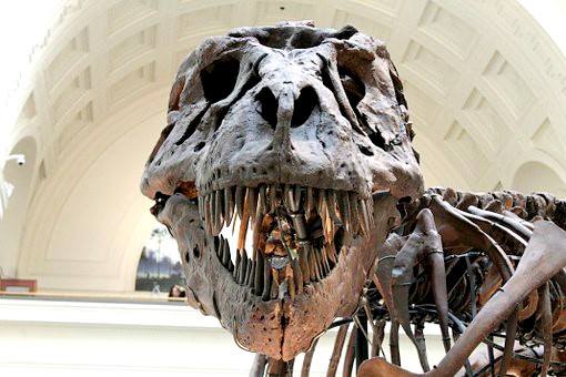 Paleontologists are currently unearthing a 98 million year-old dinosaur in the Valley of Fire State Park called the Pyrosauraus and this inspired us to create a bold flavored porter dedicated to our local Paleontogologists, the Paleo Porter!