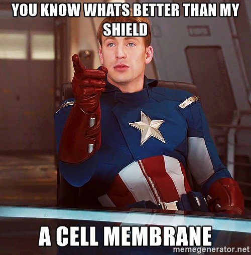 carl_membraneus's tweet photo. We're Captain America approved! #voteforthecellmembrane @mslaflamme https://t.co/4zuDblZmVe