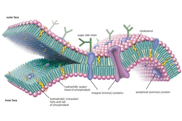 carl_membraneus's tweet photo. You vs. The Guy She Told You Not To Worry About. #lookatthatmembrane #voteforthecellmembrane @mslaflamme https://t.co/NJjG3sDKoF
