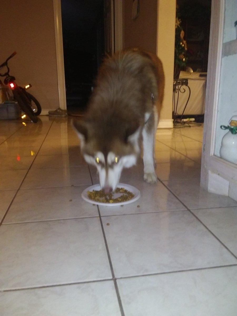 Jerry6Rodriguez's tweet photo. I found a wolf in my back yard so I'm keeping it. https://t.co/78o5O41doY