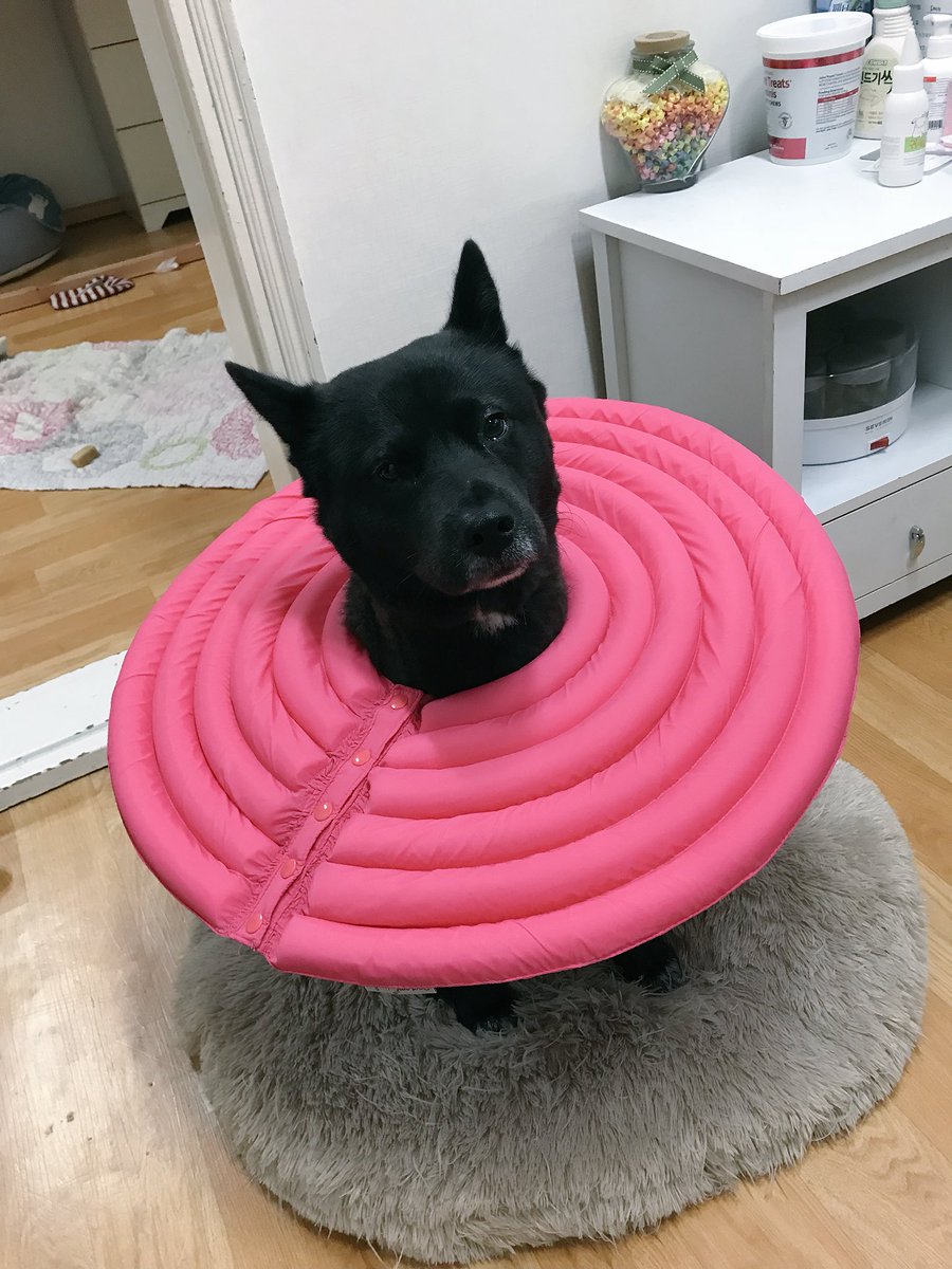 doremi_dog's tweet photo. 신소재 넥카라 ㅋㅋㅋㅋ 우주인 같고 귀여워 💕 https://t.co/I1HSatWu6S