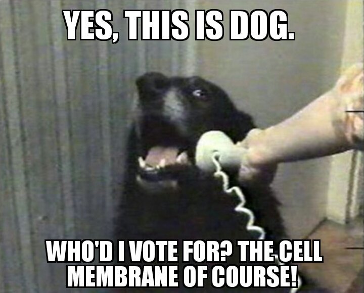 carl_membraneus's tweet photo. This dog made the right choice, will you? #voteforthecellmembrane @mslaflamme https://t.co/Sc02BGCYjg