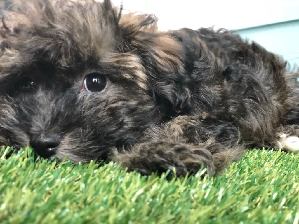 Austin Dog Butler tweet media