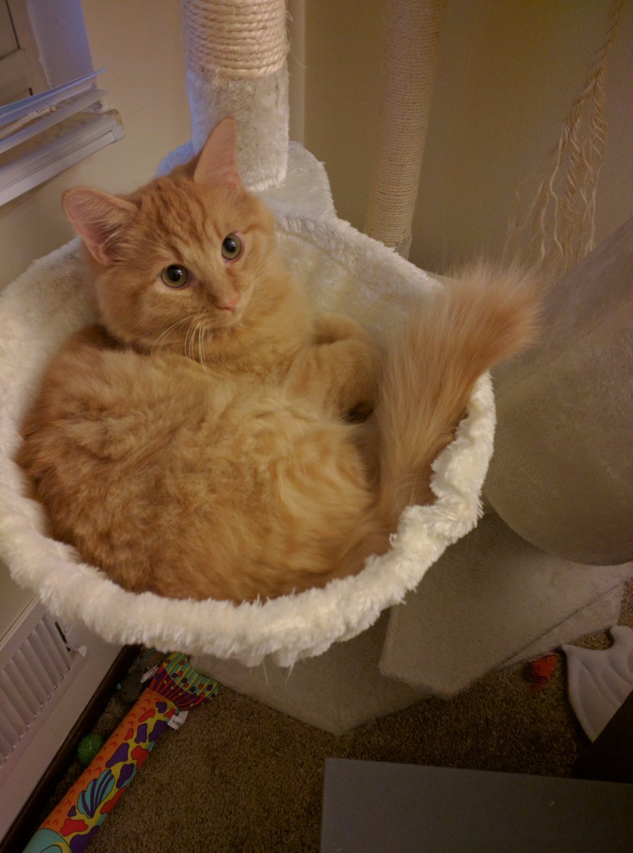 TroutOfTheBox's tweet photo. Garby's getting too big...This is not okay https://t.co/SOMN16DcmV