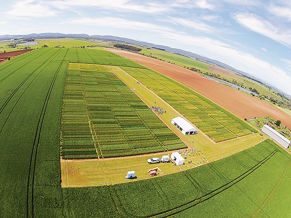 GRDCSouth's tweet image. Find out more about the Hyper Yielding Cereals Project at the Hagley Cereals Field Day - November 16: bit.ly/2lkcuGI @FAR_Arable