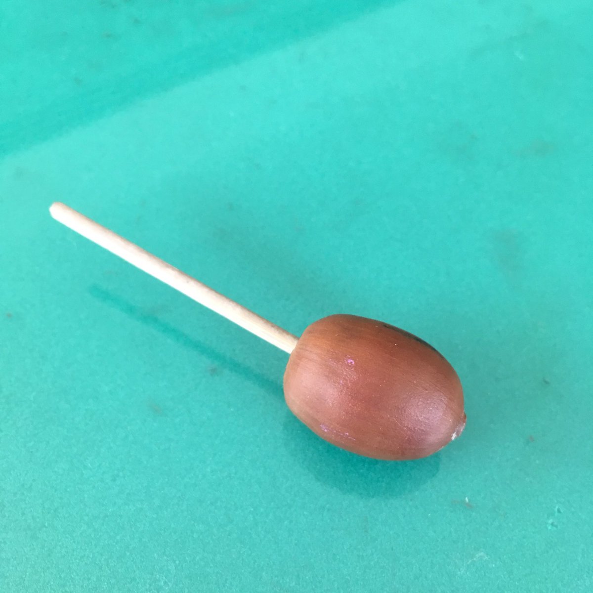 どんぐり そのまま置いておくと 虫が出るかもよ と何度も忠告していたら 息子が ツイナビ