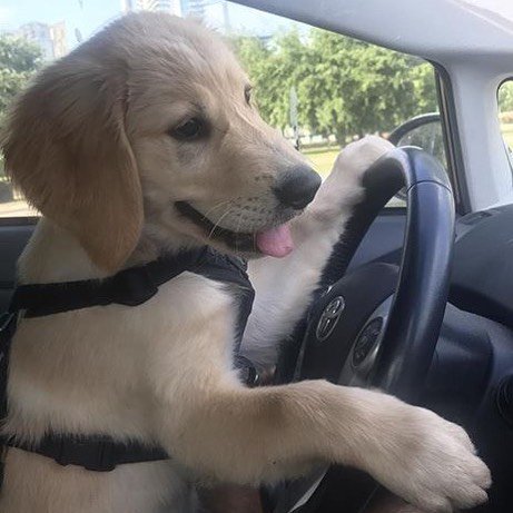 DesignatedDog's tweet photo. Just going to turn this song up! #designateddog #puppies https://t.co/IZXcPGxAjS