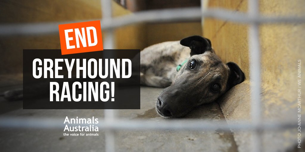 AnimalsAus's tweet photo. Cruelty.
Corruption.
Drugs.
Violence.
Crime.
... for gambling money.

#GreyhoundRacing has no place in modern-day society.

If you agree, SPEAK UP HERE: ➡️ https://t.co/O2yiN4b6ZK ⬅️

#CultureofCruelty https://t.co/I2RdASCr8F