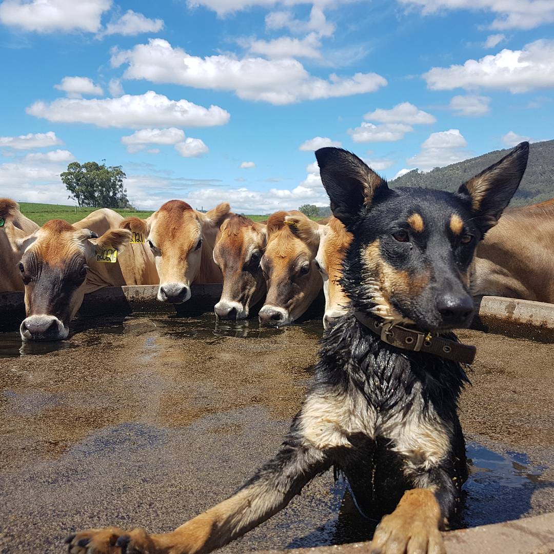 Phew! Thank goodness for @abcopen Pic of the Week. Here's your visual relief from all the bad news on the front page. Enjoy! And thanks to our audience for sharing their #photos with us #Australia abc.net.au/news/2016-07-2…