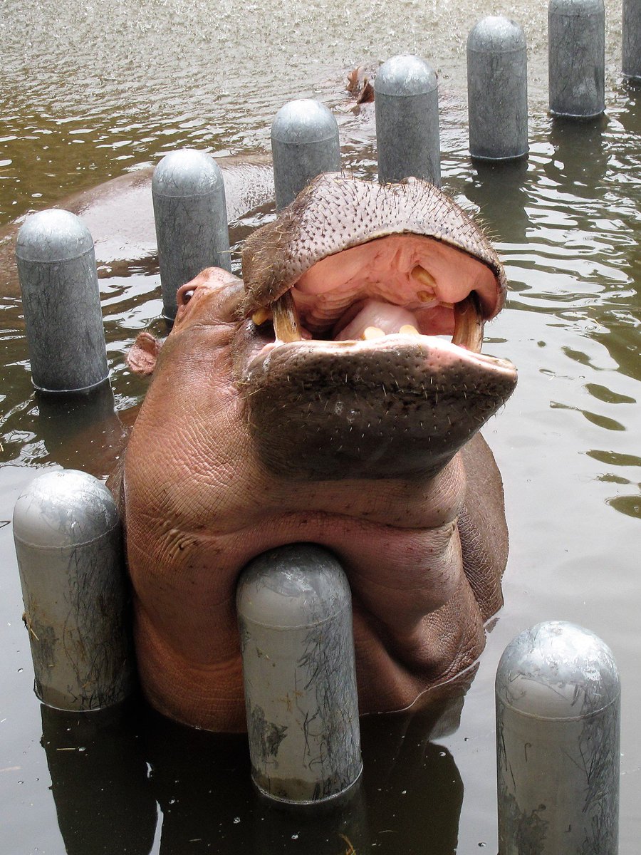 Twitter पर 鹿児島市平川動物公園 カバのリョウマ君が ポールにアゴというかクビ をのっけてまったりしてました こうやって見てみるとヒフや筋肉がとっても柔らかい感じです サイやゾウなどの陸上の 巨大動物はもっと硬くしっかりしています 長時間水中で暮らす