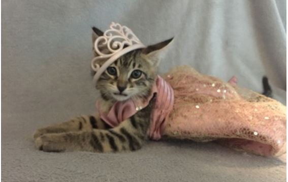 Can you say ADORABLE?  That certainly describes the little fashionista, Juliette.  She is one of the contestants in our 2018 Calendar PHOTO CONTEST.   Have you voted for your favorites yet?gogophotocontest.com/nokillhouston/…