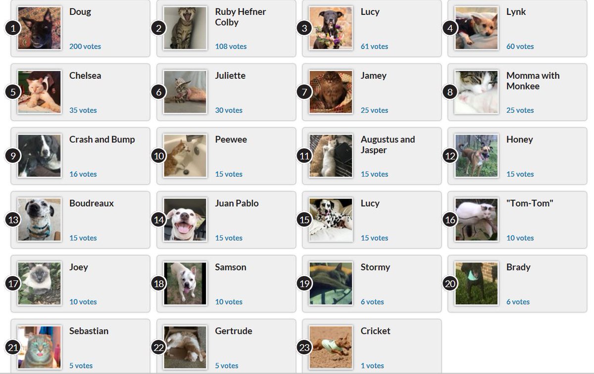 SO MUCH CUTENESS in our Calendar Photo Contest!  The contest ends this Sunday, so VOTE NOW for your favorite(s)! Votes are only $1.  Or enter your own pets in the contest. Votes and entries are donations to No Kill Houston, a 501c3. bit.ly/2xgMb86