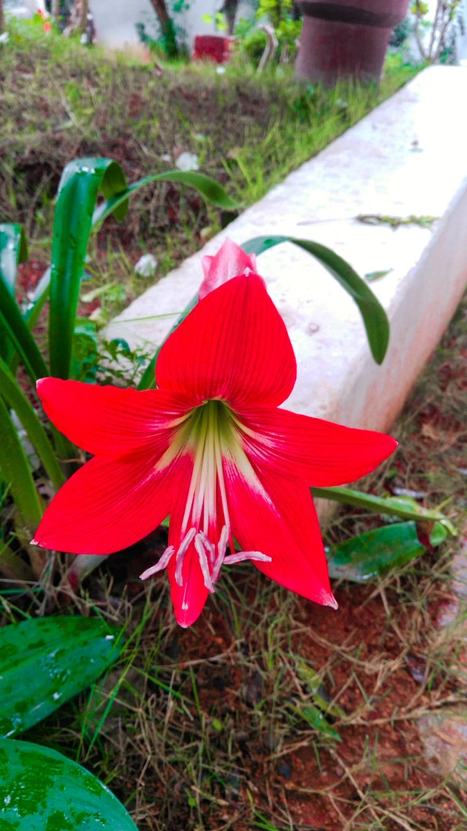 letsdofarm's tweet photo. Why #Flowers  Have Been So Popular Till Now?
#letsdofarm #letsdofarmingindia
https://t.co/huNr2NdX5j https://t.co/5qYTa2VtUg