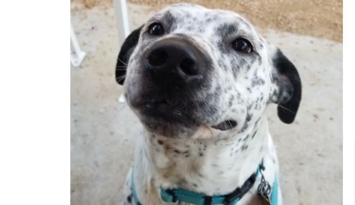 The top 12 photos w the most votes will be featured on a WHOLE PAGE in our 2018 Calendar. The pet with the MOST VOTES will be featured on the cover!  ALL contestants will be featured on a date somewhere in the calendar as well.  bit.ly/2xgMb86  SHARE, SHARE, SHARE!