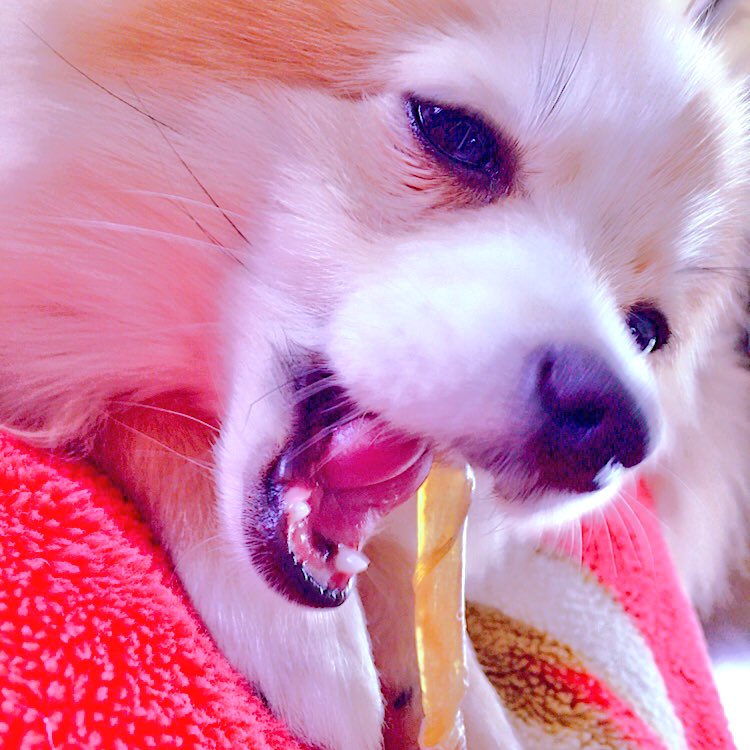 Ange_33333's tweet photo. なんちゅー顔(  ˙-˙  )📷

#ポメラニアン #愛犬 #眠いの？ #金曜日 #犬好きさんと繋がりたい https://t.co/pofXC6Lgjh