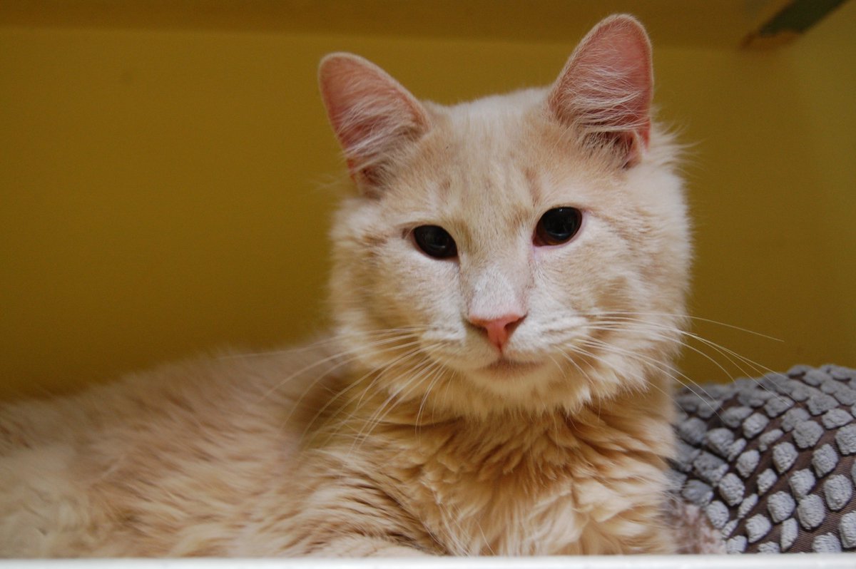 OregonHumane's tweet photo. These long-haired beauties from @RogueValHumane are adoptable tomorrow morning. Come by #OregonHumane to meet them! https://t.co/0GOteSeu6I https://t.co/IMibn5ESBi