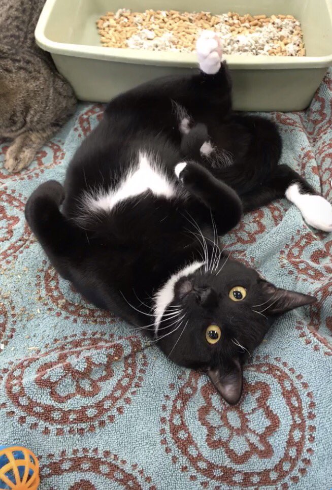 #PantherThursday ! Look at #sleek #HousePanther #Kira ! #ThoseToes ! #ThoseEyes!
#kitten #tuxedo #toebeans #catobsessed #purr #needsahome