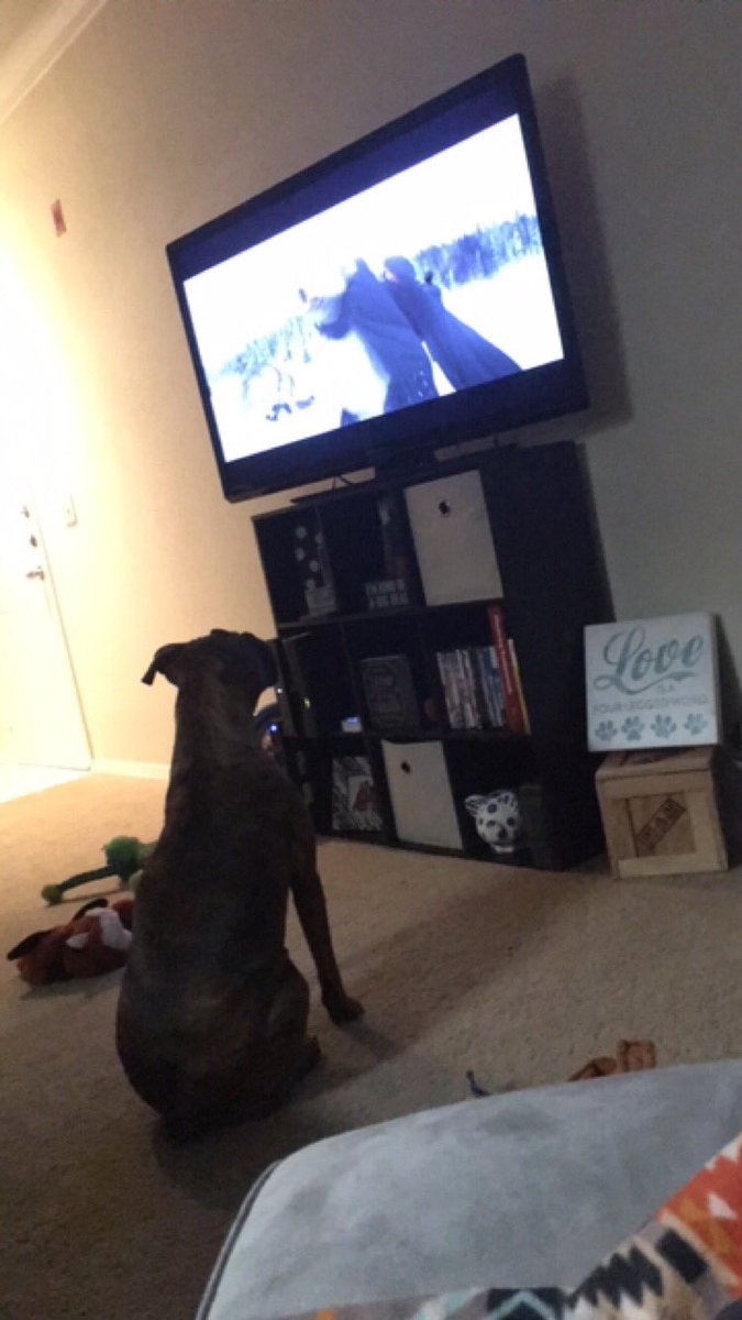 lacylou5's tweet photo. Roxy is pretty into #Twlight
#shitmydogdoes #dogswatchtvtoo https://t.co/WlHcgLJM5m