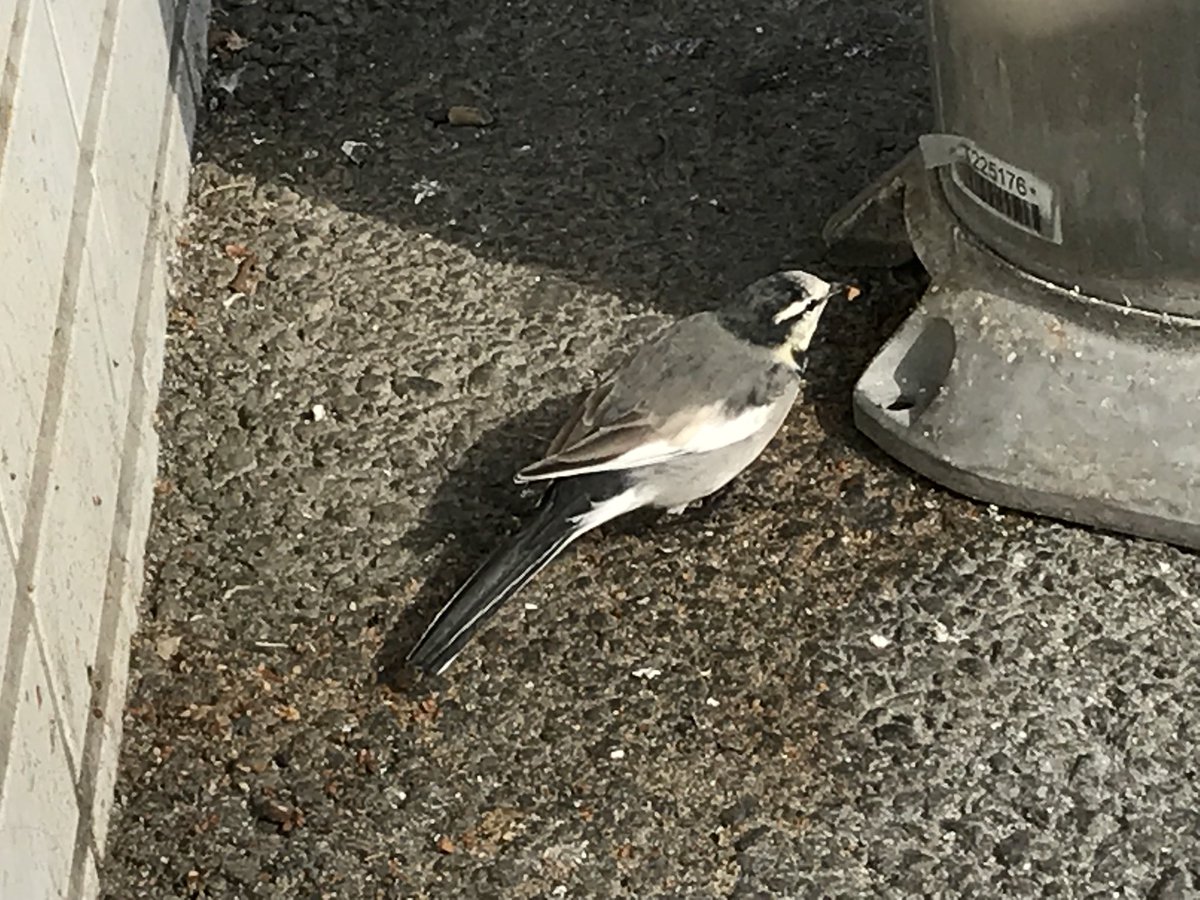 Yoshisproject's tweet photo. A little friend is taking a break with me☺️ https://t.co/pJt3SaHe4A