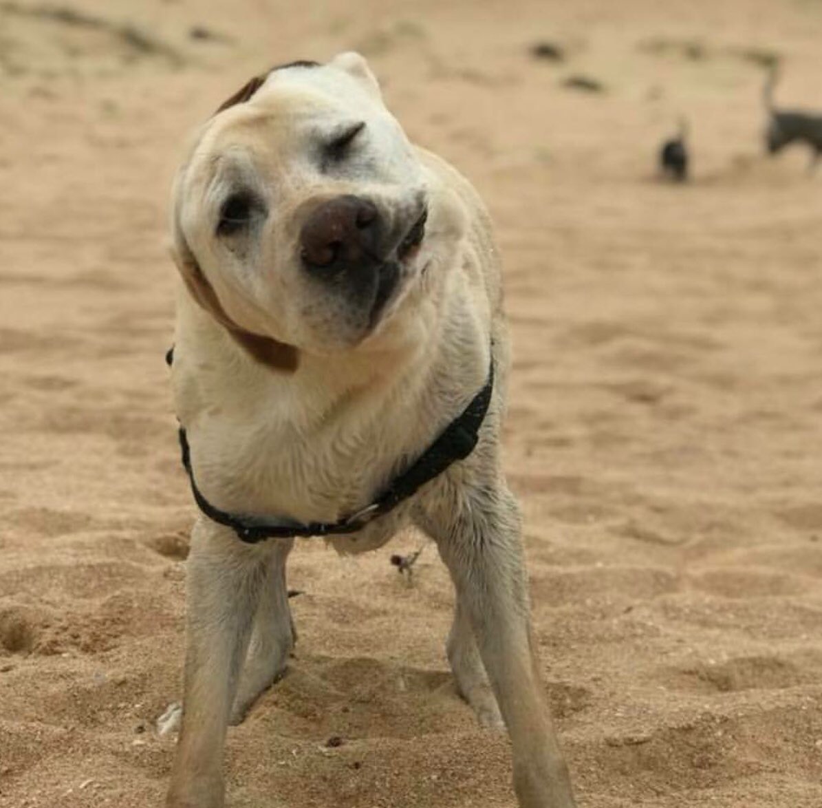 LabRescueAU's tweet photo. Shake it off! The weekend is nearly here and that means swim time! 
Does your lab have an awesome post swim shake face? https://t.co/htOi7Ruzke