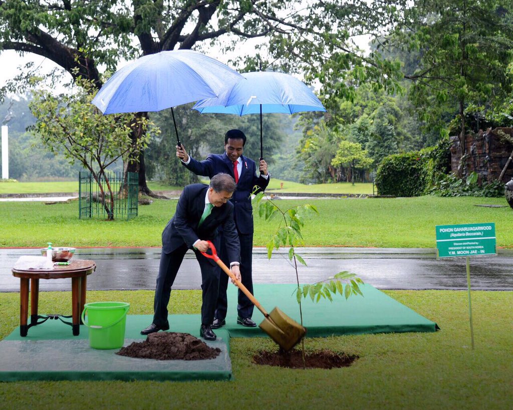 Kemarin menemani Presiden Korea Selatan, Moon Jae-In, menanam pohon Gaharu. Beliau pegang sekop, saya pegang payung biar nggak kena hujan. Kerjasama RI-Korea Selatan sangat erat. Kita juga bekerjasama dg negara lain dengan prinsip yang sama: saling menghormati & mendukung -Jkw
