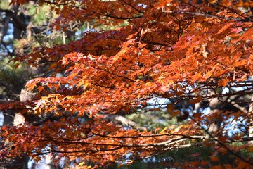 えびの高原の紅葉22の見頃は 混雑状況や駐車場も ツクの世界