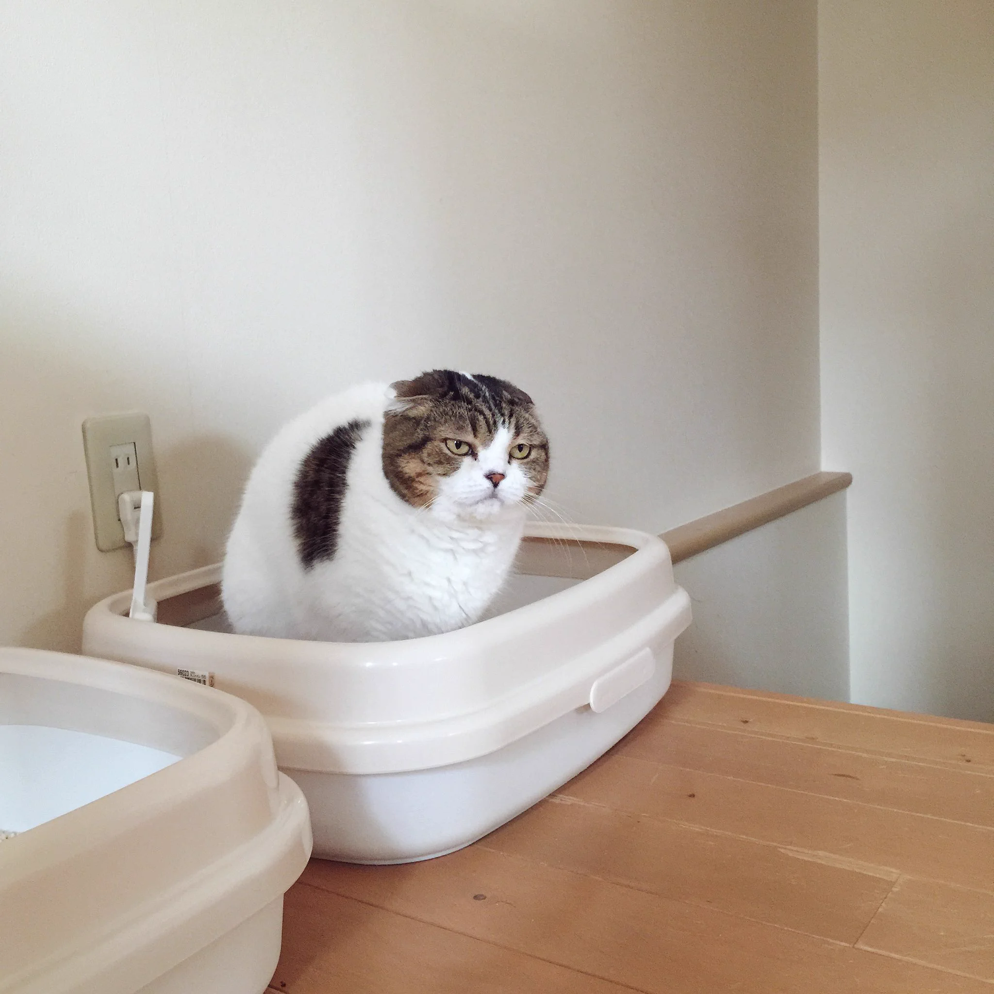 何見てんだ！？飼い主を無言で威圧するトイレ中の猫ｗｗｗ