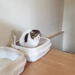 何見てんだ!？飼い主を無言で威圧するトイレ中の猫!