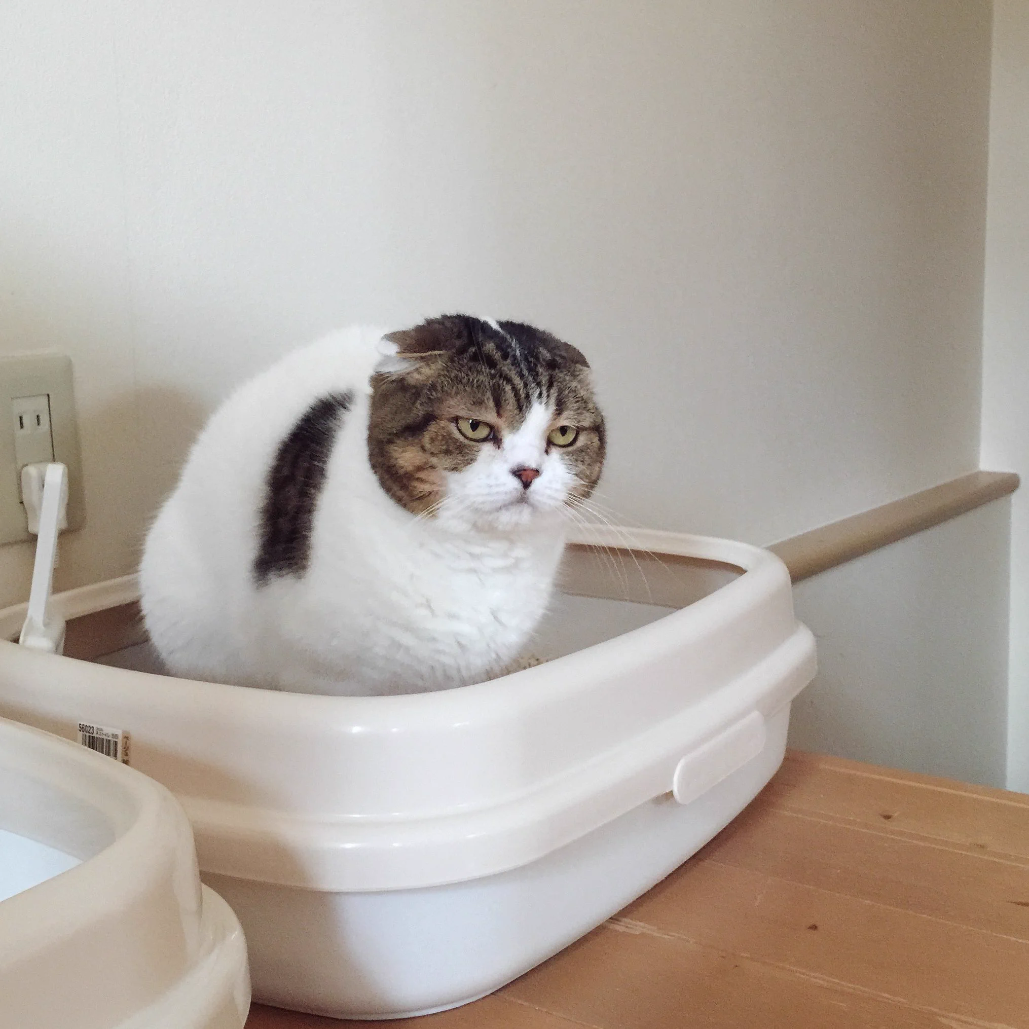 何見てんだ！？飼い主を無言で威圧するトイレ中の猫ｗｗｗ