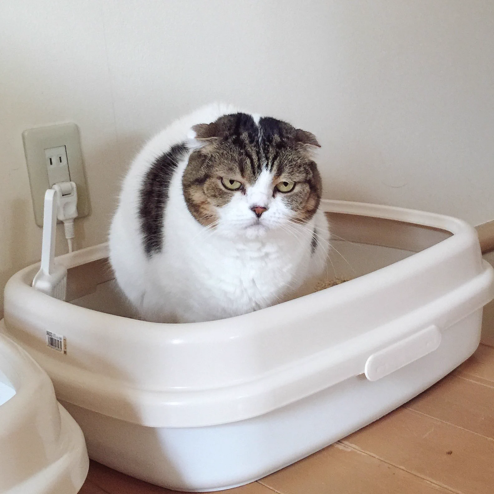 何見てんだ！？飼い主を無言で威圧するトイレ中の猫ｗｗｗ