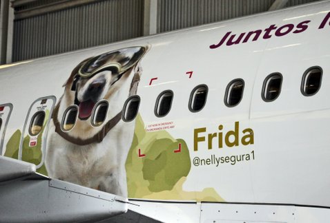 Milenio's tweet photo. #ParaPresumir | Frida tiene un avión en su honor y puedes viajar en él 🐕✈️ https://t.co/dE4SlTBitN  #FuerzaMéxico https://t.co/KQjuI9nynZ