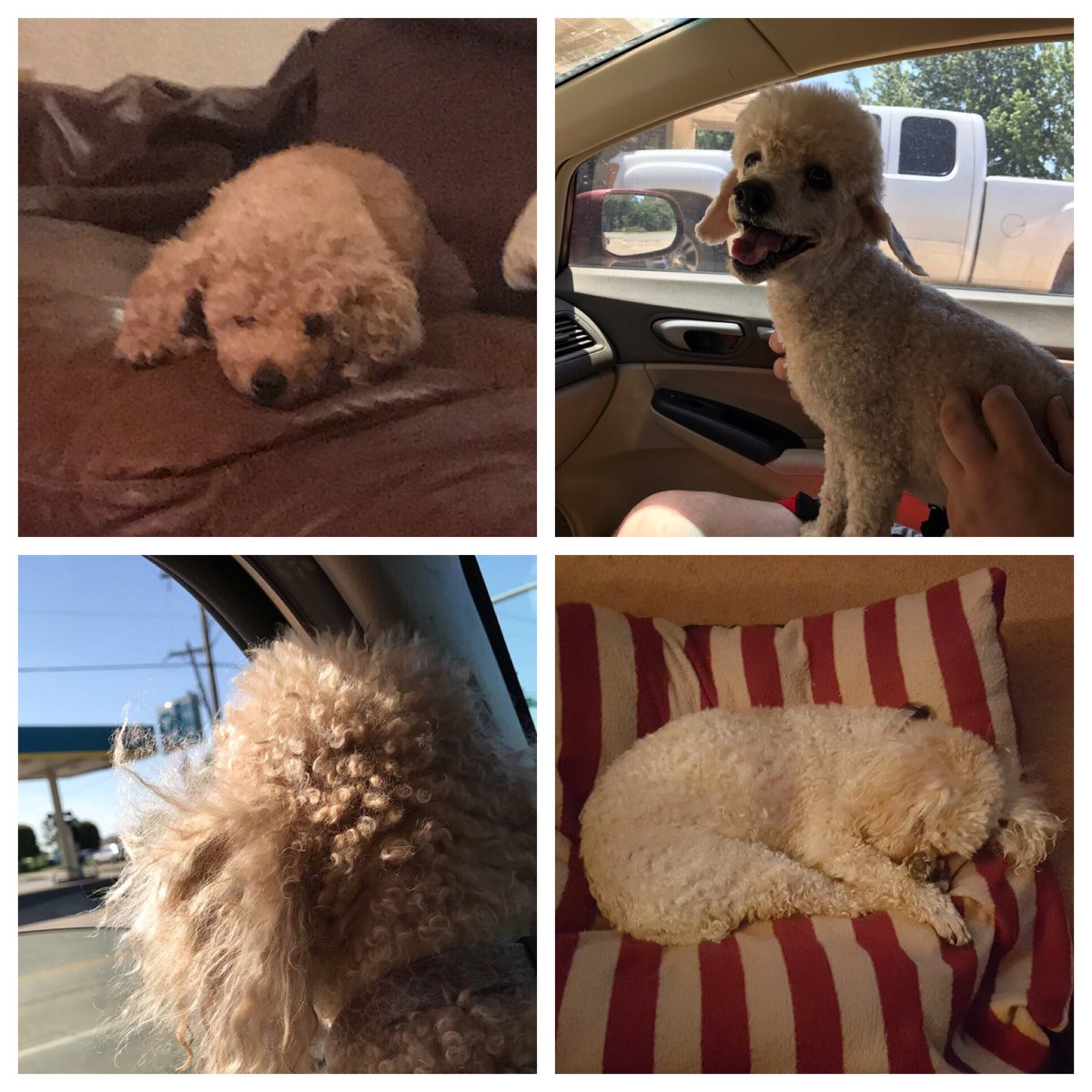 Tonight will be pumpkins last night with us. I’ve had pumpkin since I was   in the first grade. She’s always been by my side. She always came to me for comfort as i did to her. It’s hard to get out a lot of words so I’ll leave with this. I love you❤️