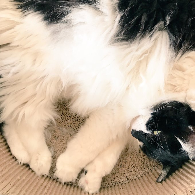 Shiva Eriさんのイラスト一覧