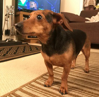 lisaphipps15's tweet photo. https://t.co/9JdiAqwh29: Lost: PLUM Black And Tan #Dachshund Cross Female In #Allexton near Oakham #LE15 #scanme #lostdog @DoglostUK  https://t.co/MAXXpgkpUr https://t.co/mT3wun7oG2