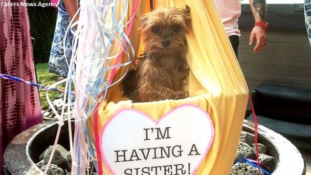 It's a girl! Couple placed their teacup Yorkie in a basket attached to 75 helium balloons, which floated down from a balcony, to reveal the sex of their baby: abcn.ws/2hiuTyC