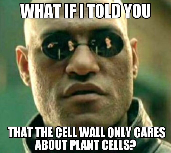carl_membraneus's tweet photo. #thecellmembrane doesn't discriminate! We love all cells! #voteforthecellmembrane @mslaflamme https://t.co/z8PU5zUpmz