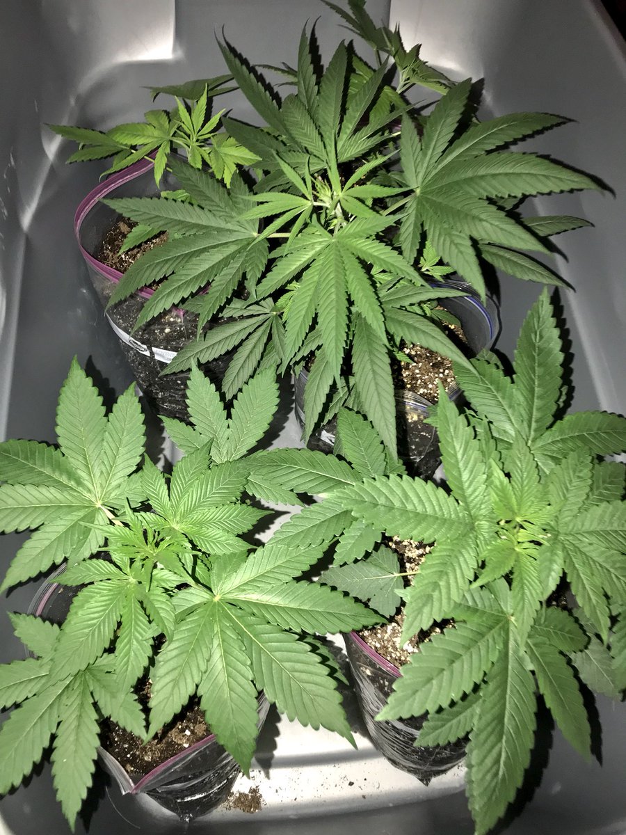 SauceMarley's tweet photo. Putting these plants into flower ...4-5weeks Of veg’n ... these 5 plants are unknown strains ,  2 Indica dominate hybrid , 3 50-50 hybrids... can’t wait too see there sex Ina few days #12/12 #IndoorGrow #DeepGreenFoliage https://t.co/V6v5E94xTd