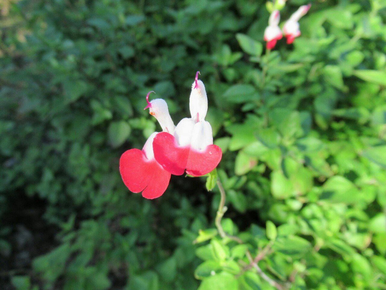 Twitter 上的 雑草図鑑 準備中 4 チェリーセージ シソ科 メキシコ原産 学名サルビア ミクロフィア及び近縁種 早春から晩秋まで長く活躍する観賞用セージ 色は赤 紅白 白など 葉にチェリーに似た香りがある 花 ハーブ 秋の花 T Co