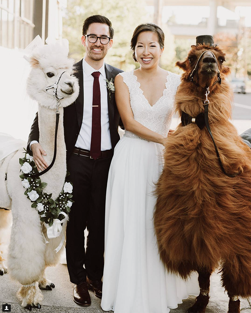 This animal therapy centre lets you rent dressed up llama's for your wedding day. We this is the UK! ow.ly/OYfw30gsOax