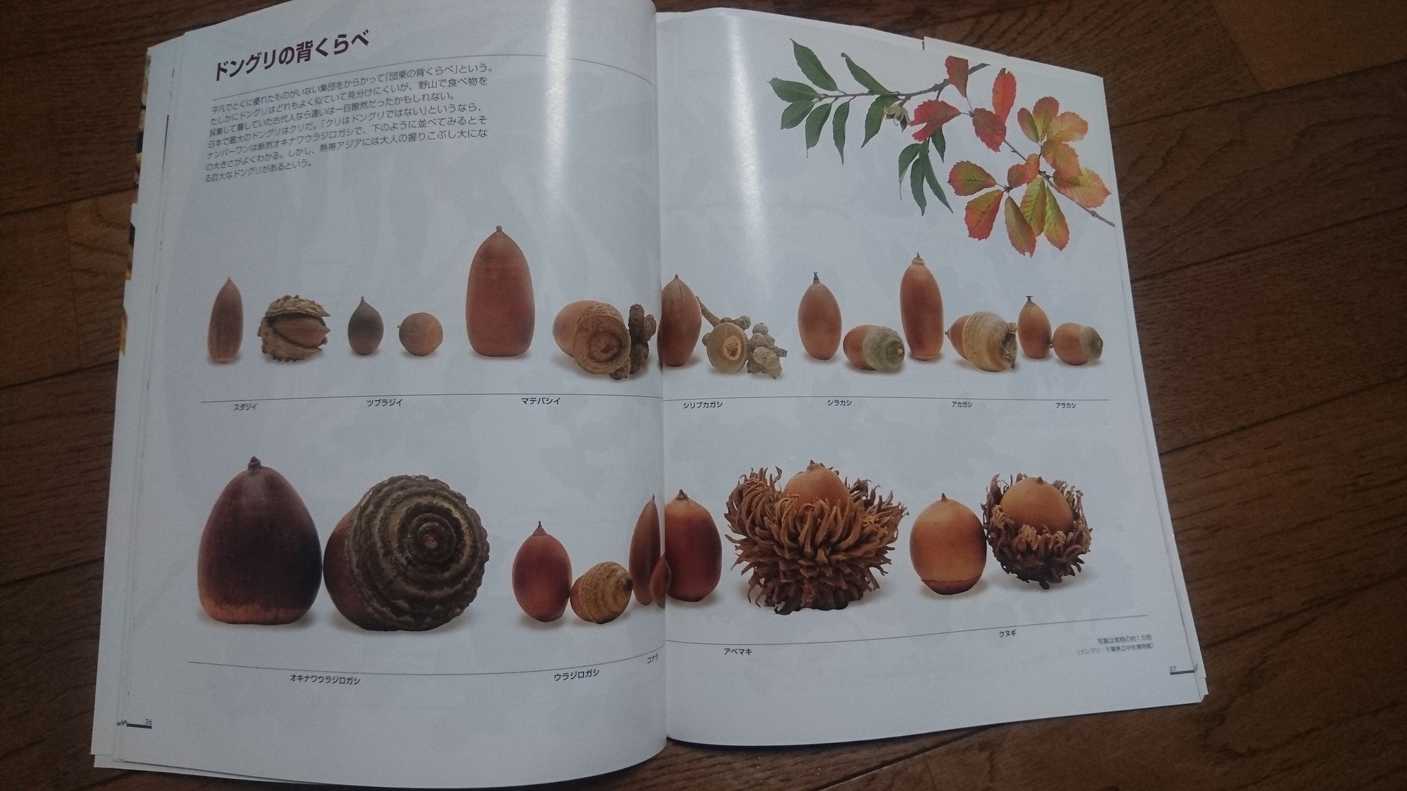 ট ইট র ぷき 秋になると眺める本 ひとくちに ドングリ 松ぼっくり と言ってもいろんな種類が とても覚えられない 木の実って可愛い 本 図鑑 探して楽しむドングリと松ぼっくり T Co 4drgzg37hc ট ইট র